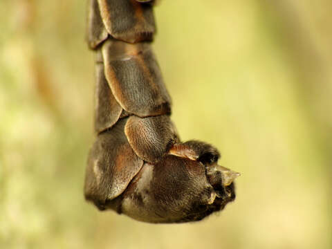 Image of Tipula (Nippotipula) metacomet Alexander 1965