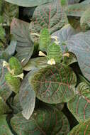 صورة Fittonia gigantea Linden