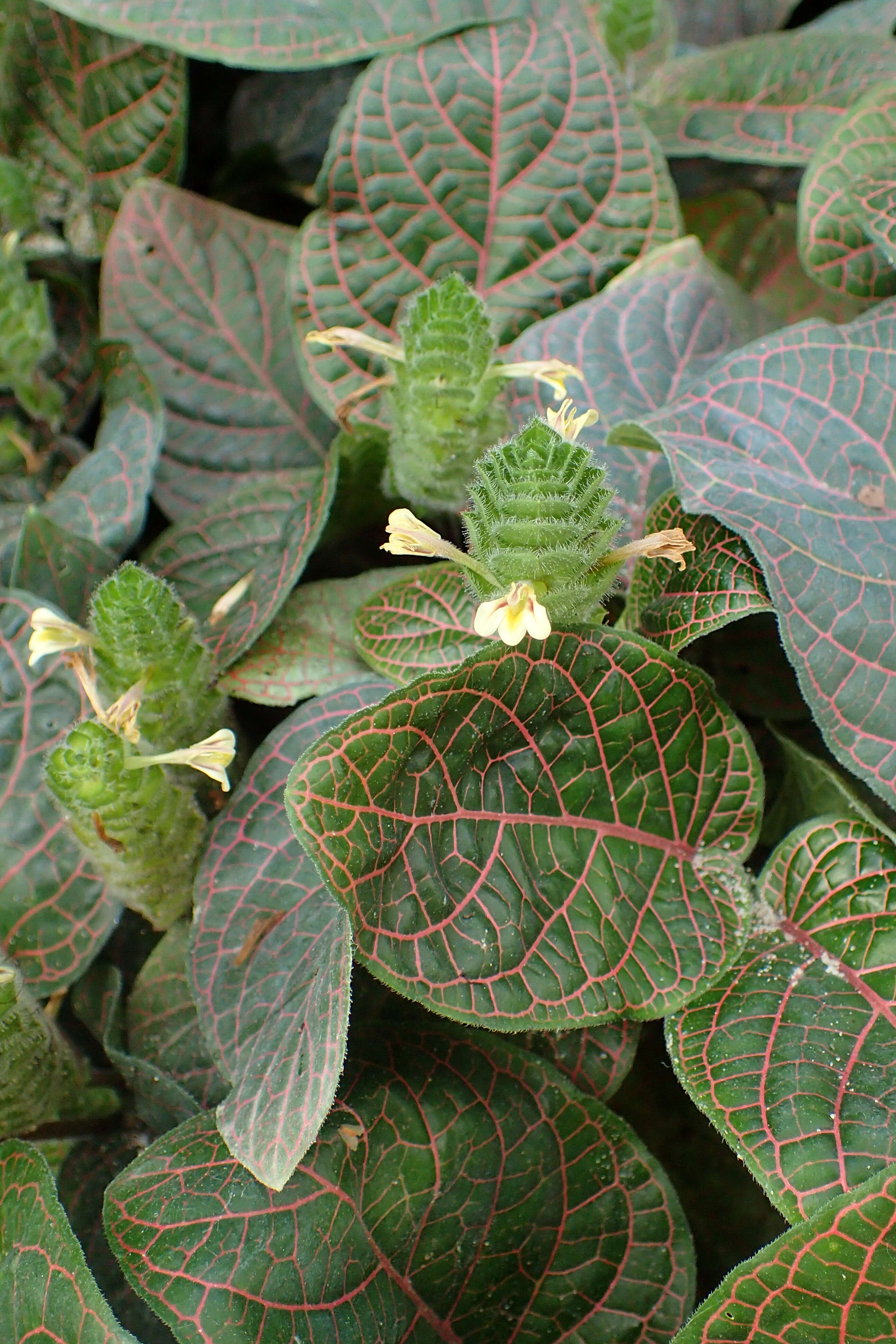 Fittonia gigantea Linden resmi