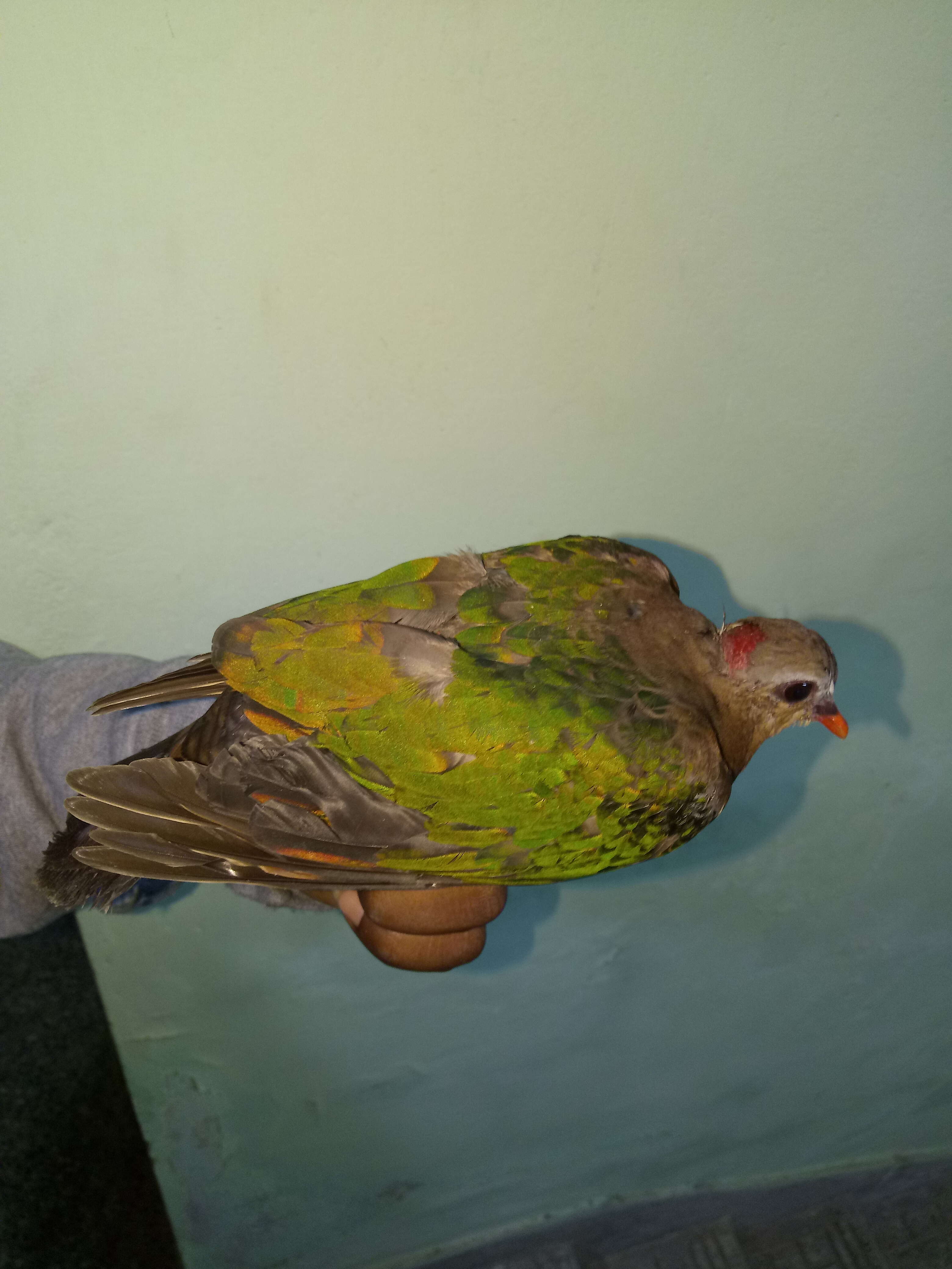 Image of Common Emerald Dove