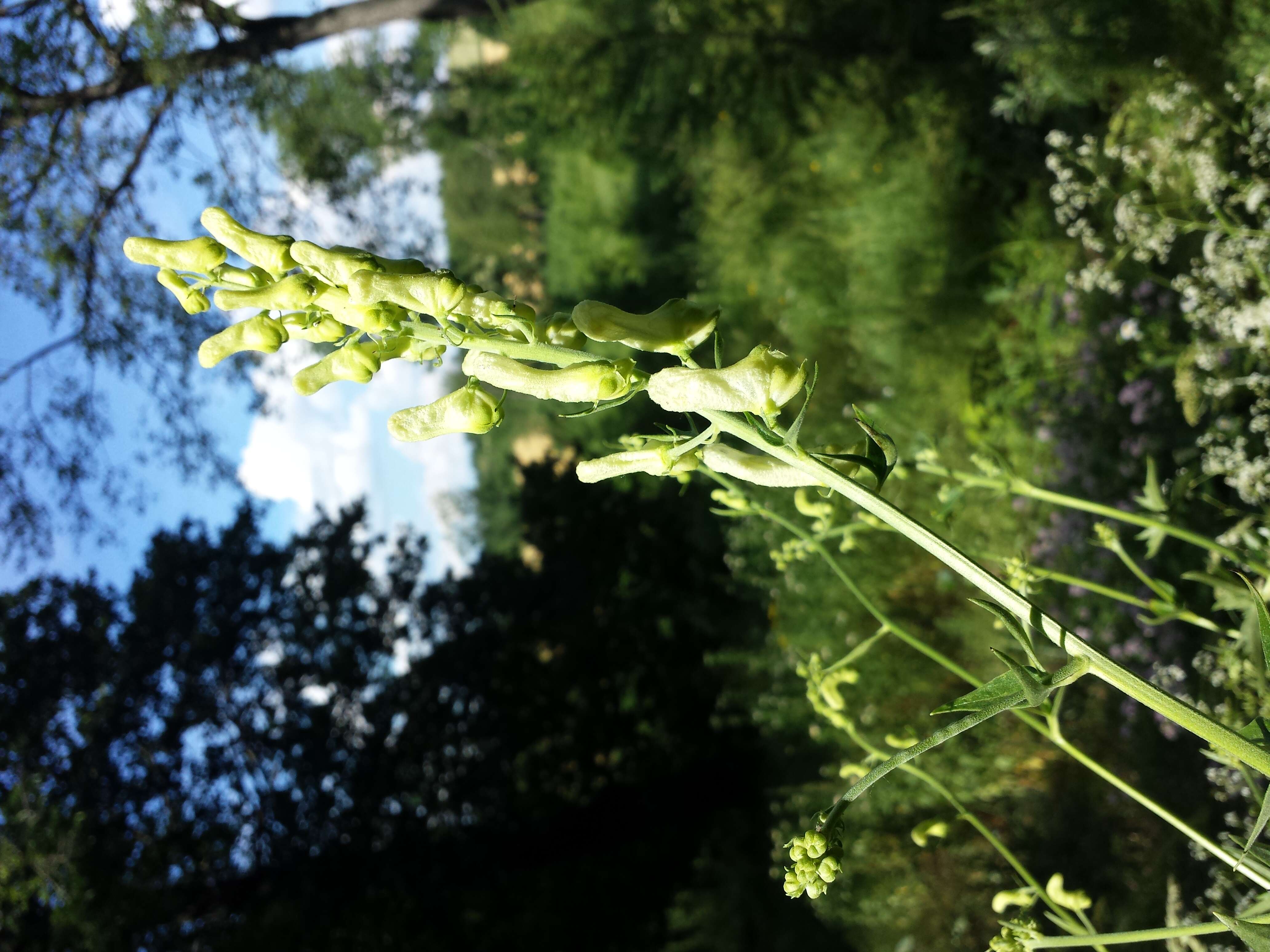 Image of monkshood