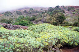 Image of Juniperus phoenicea subsp. turbinata (Guss.) Nyman