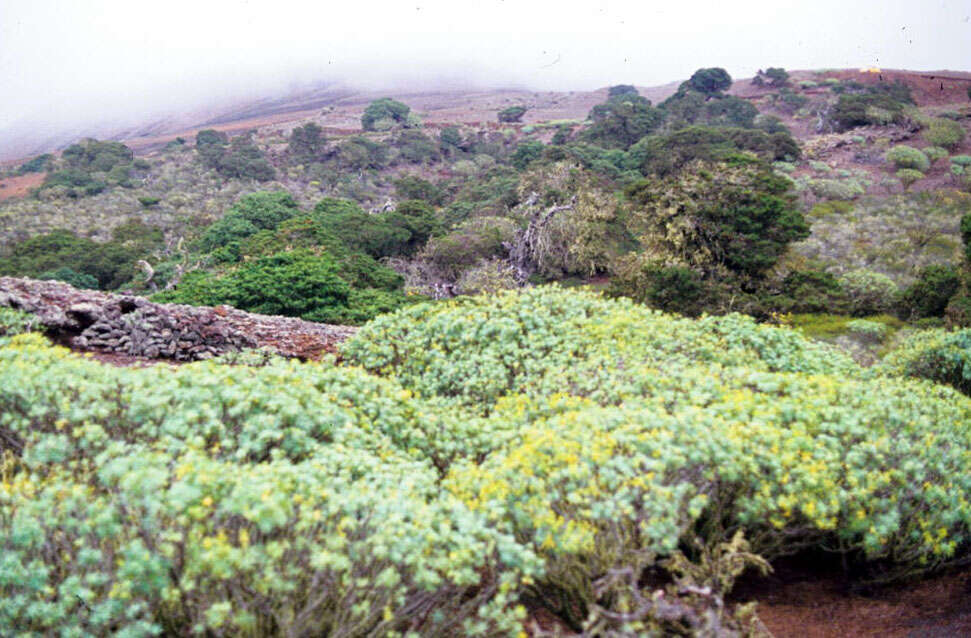 Image of Juniperus phoenicea subsp. turbinata (Guss.) Nyman