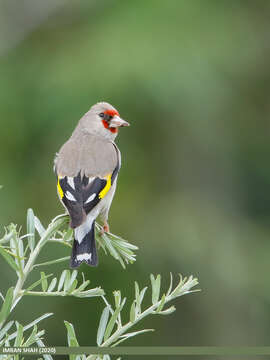 Image of European Goldfinch