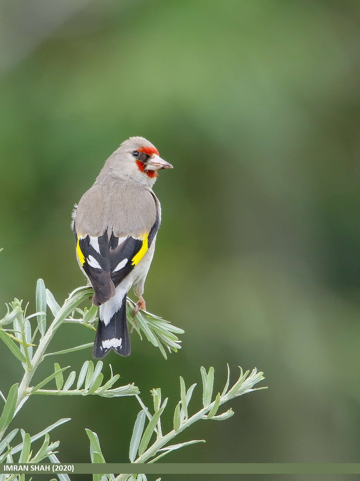 Image of European Goldfinch