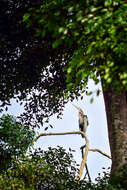 Imagem de Ficus benjamina L.