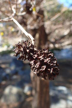 Image of Oriental alder