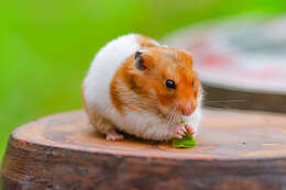 Image of Golden Hamster