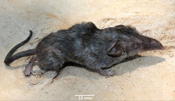 Image of Narcondam Shrew