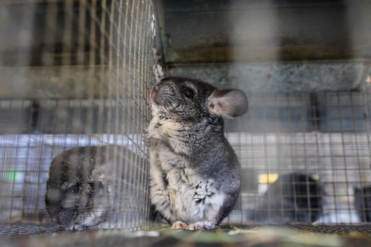 Image of chinchilla