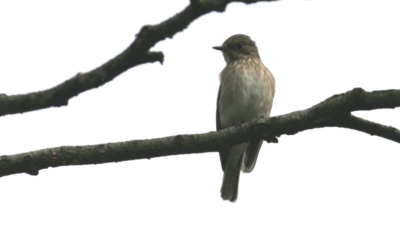 Image of Spotted Flycatcher