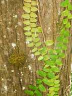 Image of Marcgravia umbellata L.