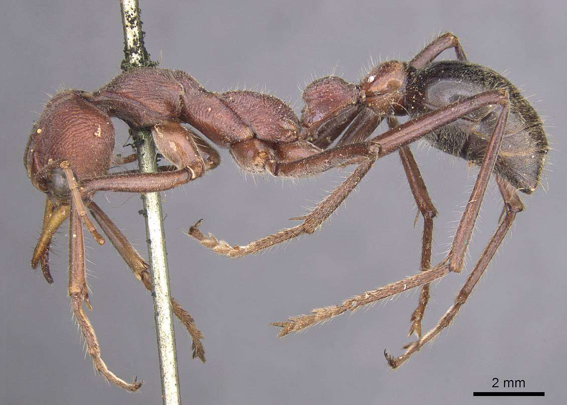 Image of Myrmecia flavicoma Roger 1861