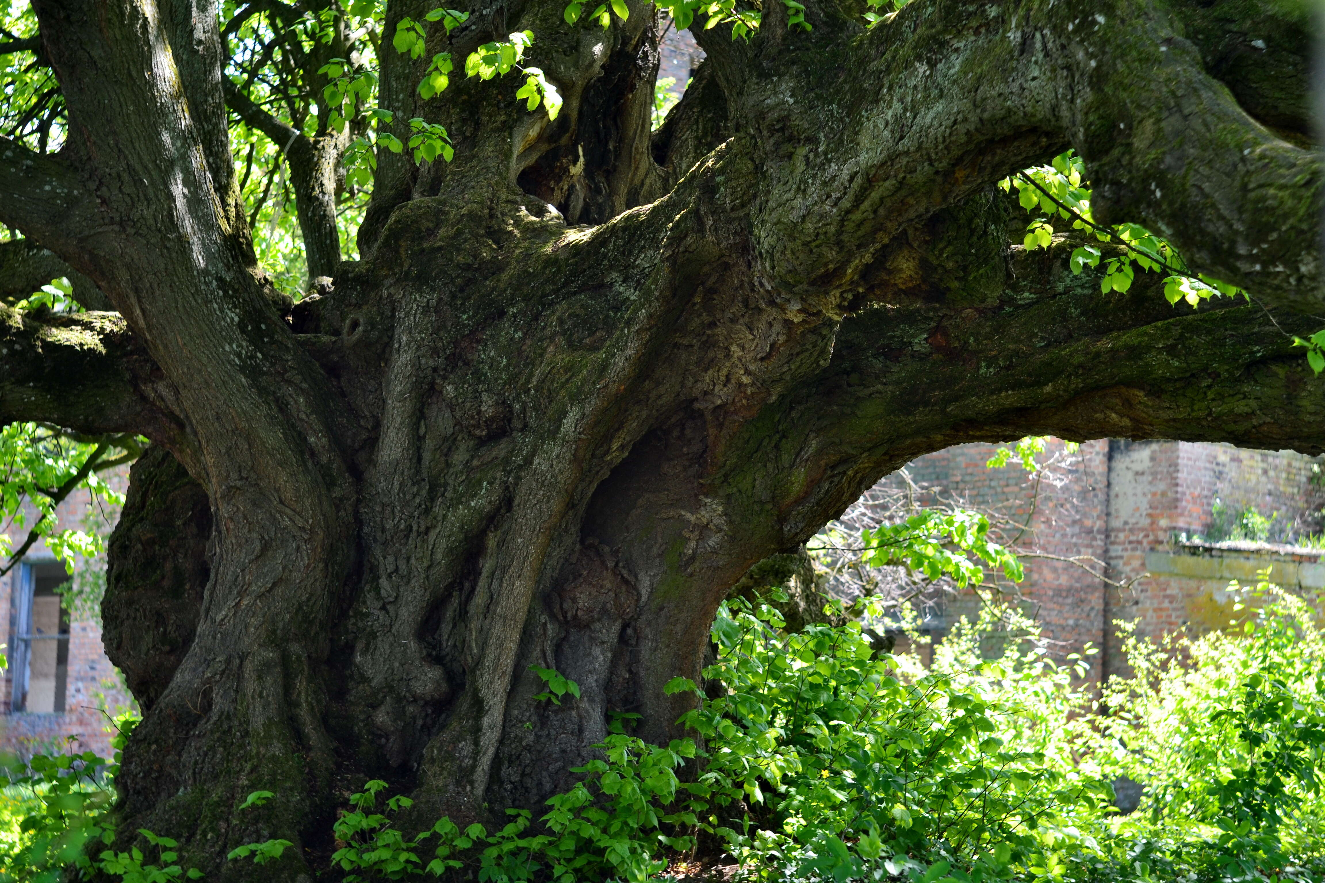 Image of Large-leaved Lime