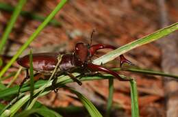 Lucanus elaphus Fabricius 1775的圖片