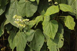 Image of Clerodendrum infortunatum L.