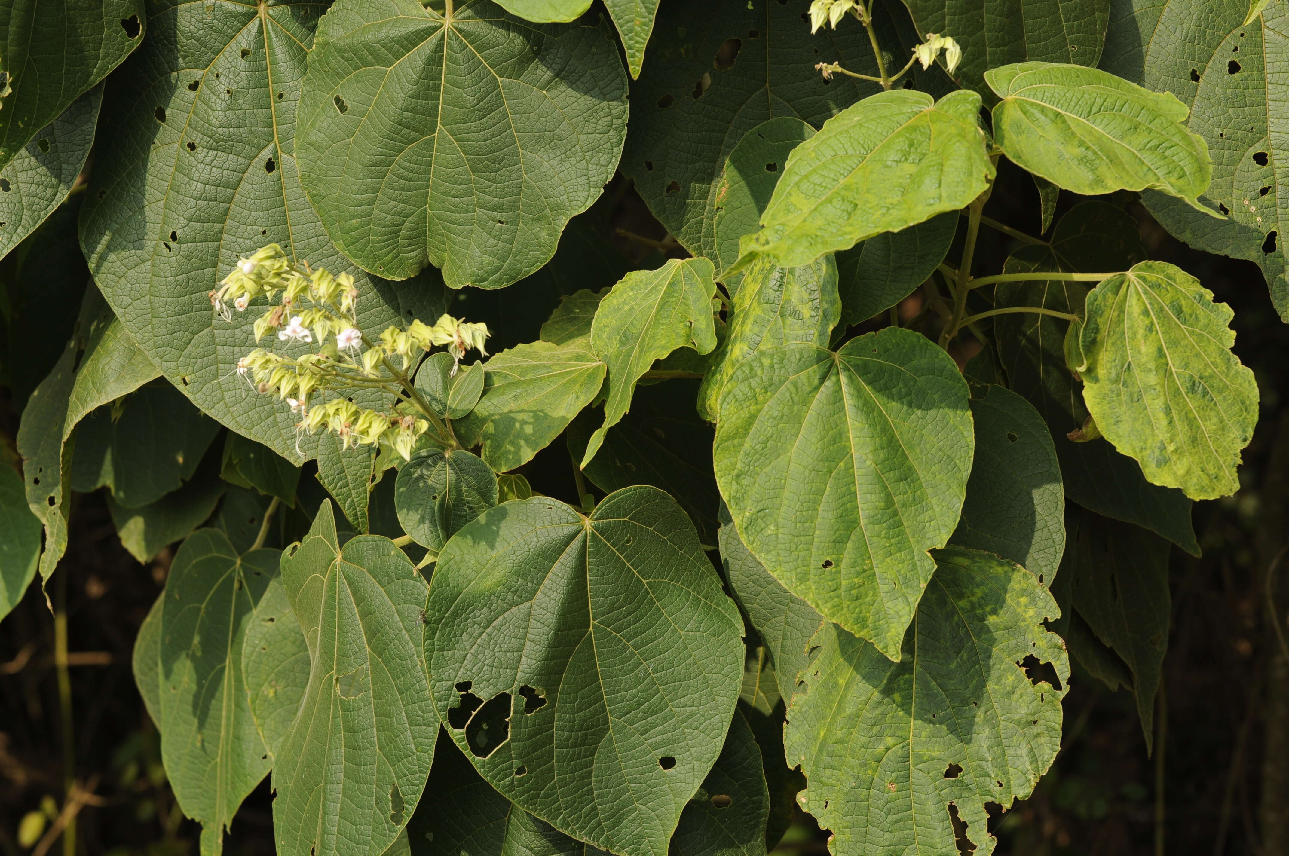 Image of Clerodendrum infortunatum L.