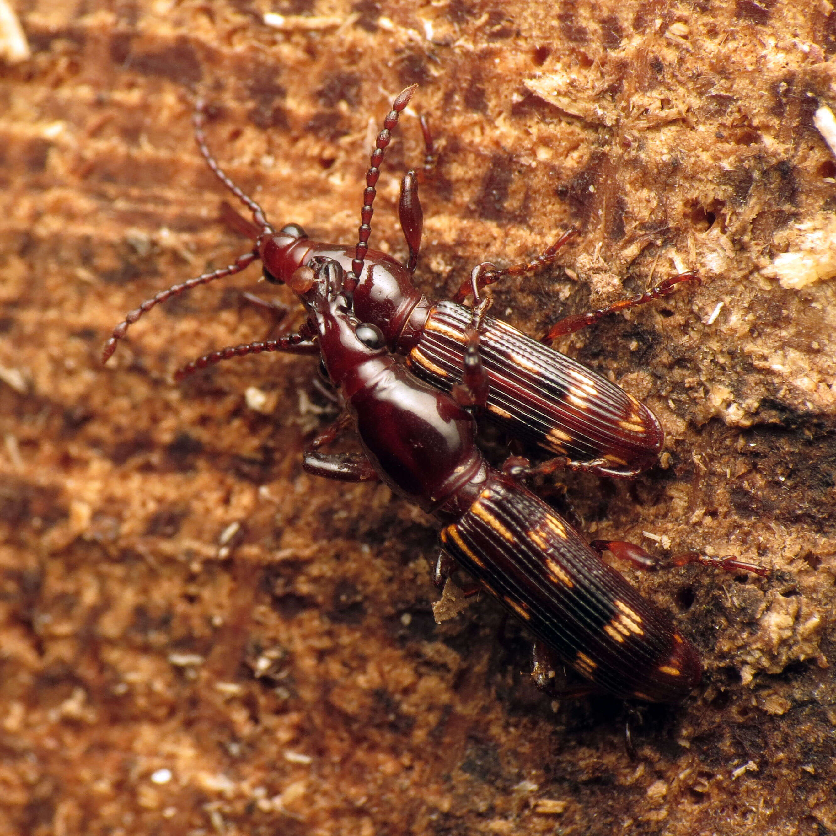 Image of Oak Timberworm