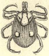 Image de Cosmiomma hippopotamensis (Denny 1843)
