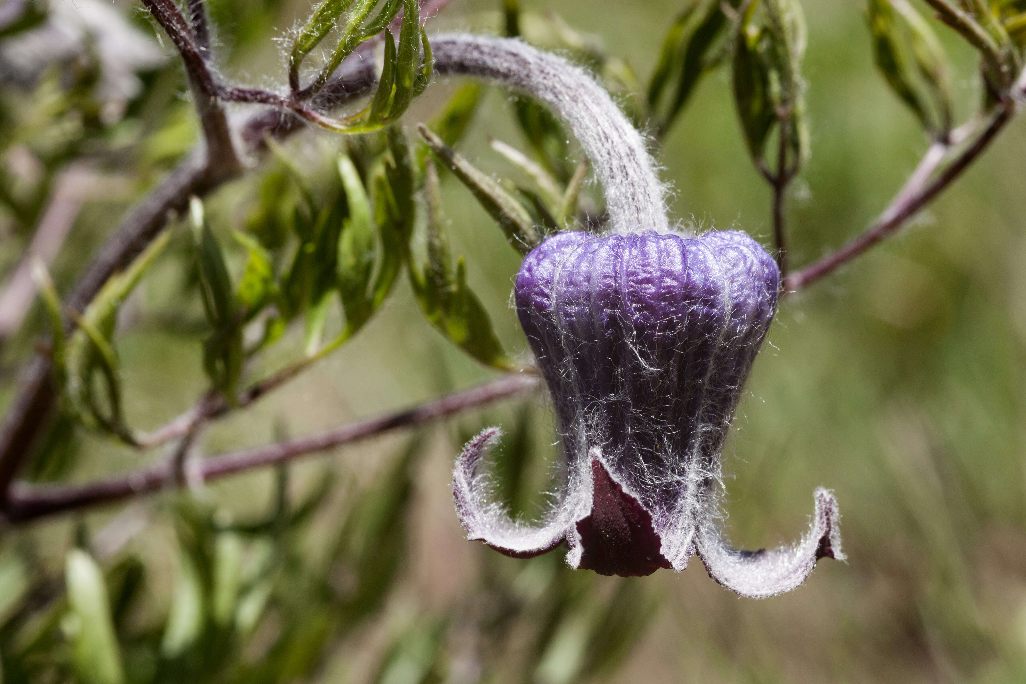 Image of hairy clematis