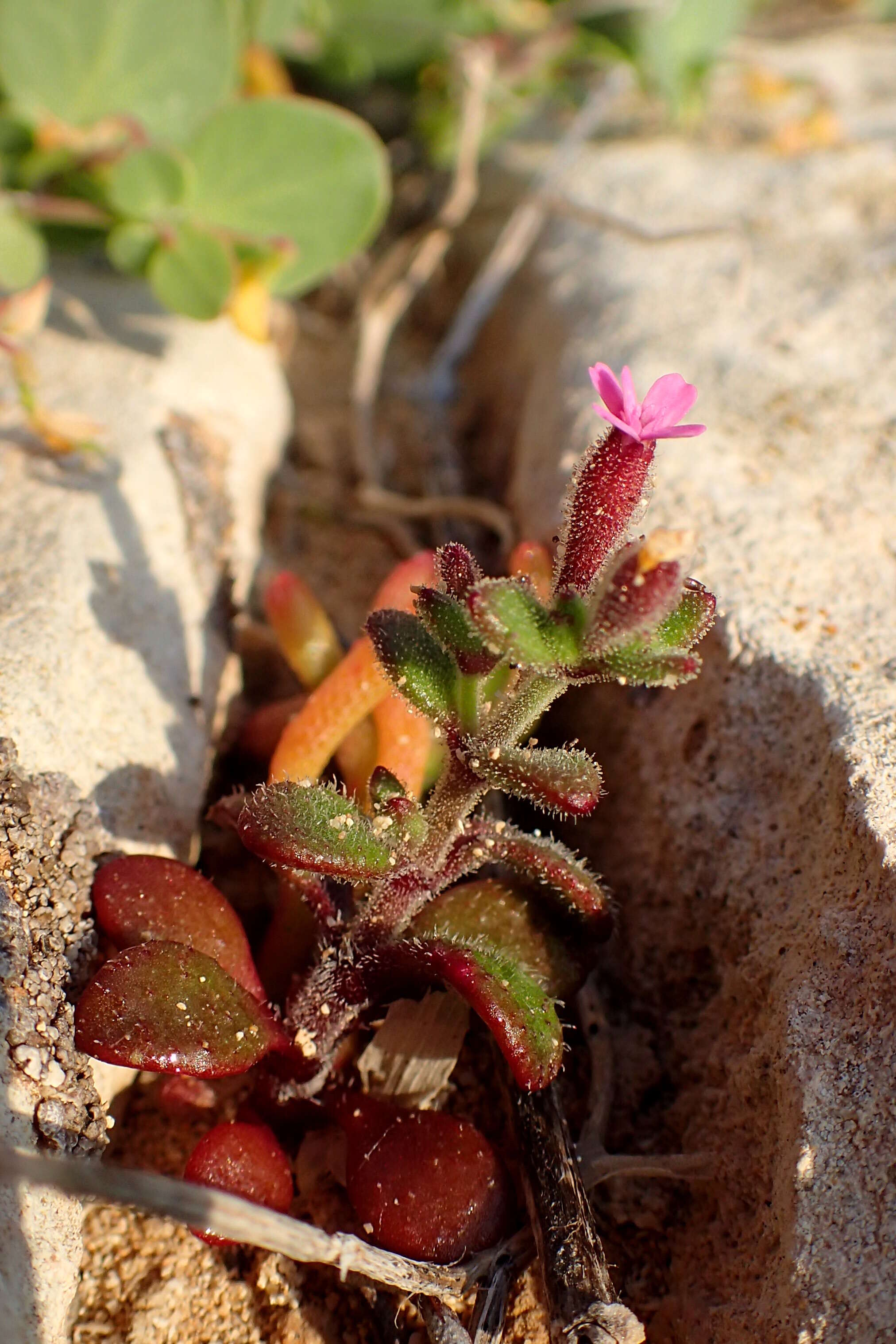 Image of Silene sedoides Poir.