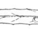 Image of Stigmella pallida (Braun 1912) Newton et al. 1982