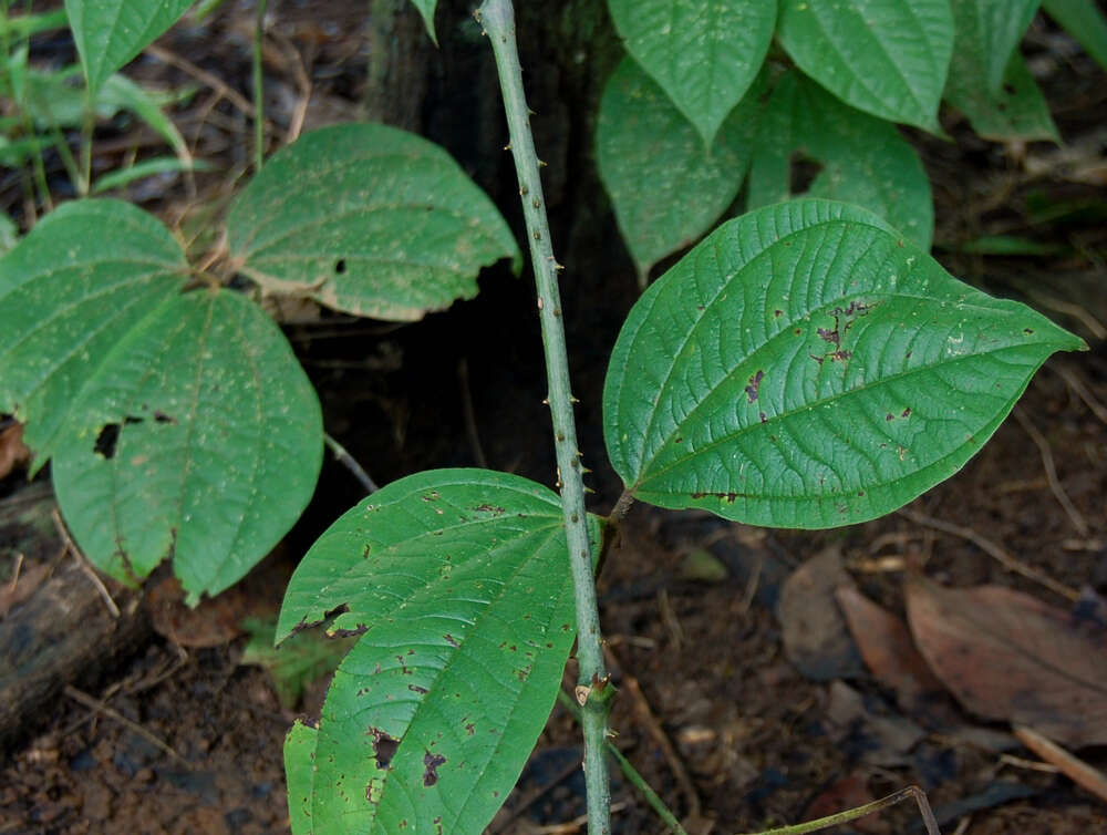 صورة Dioscorea hispida Dennst.