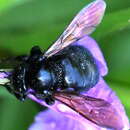 Plancia ëd Xylocopa varipuncta Patton 1879