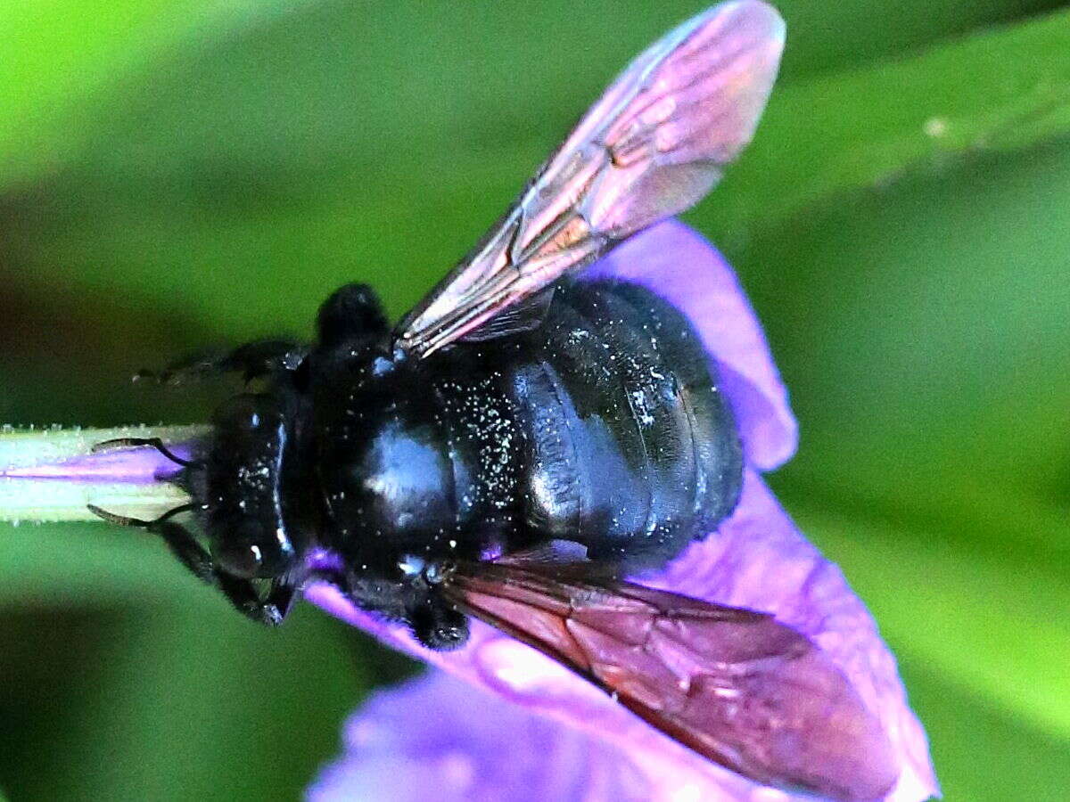 Plancia ëd Xylocopa varipuncta Patton 1879