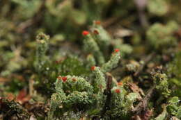 صورة Cladonia bellidiflora (Ach.) Schaer.