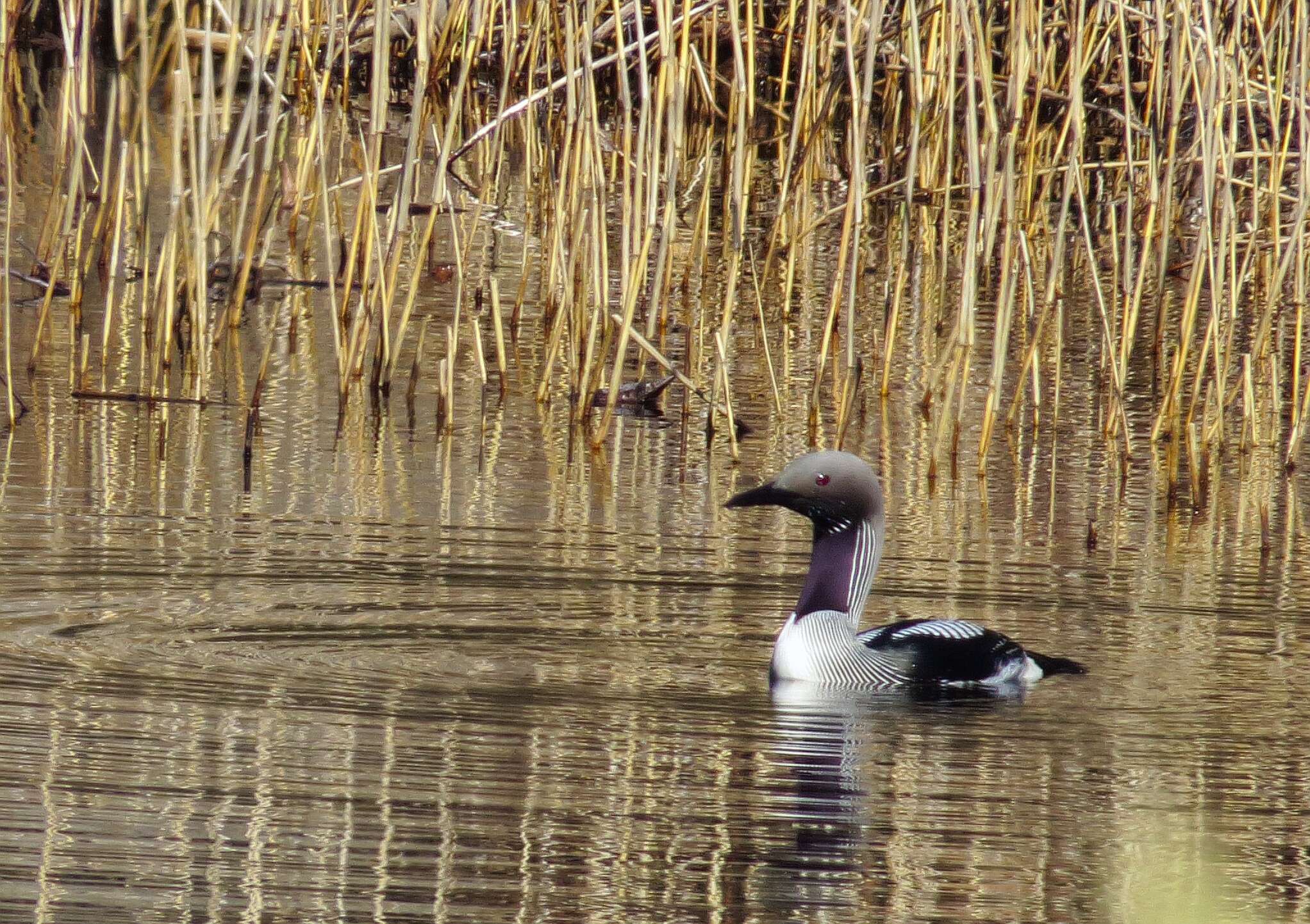 Image of Arctic Loon