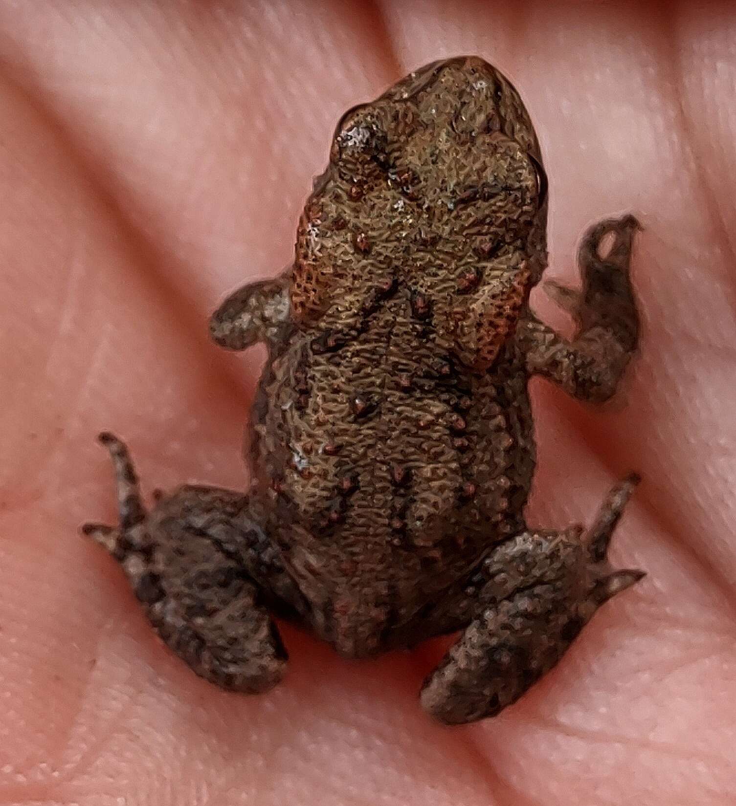 Image of Common Toad