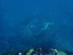 Image of Short-tail Stingray