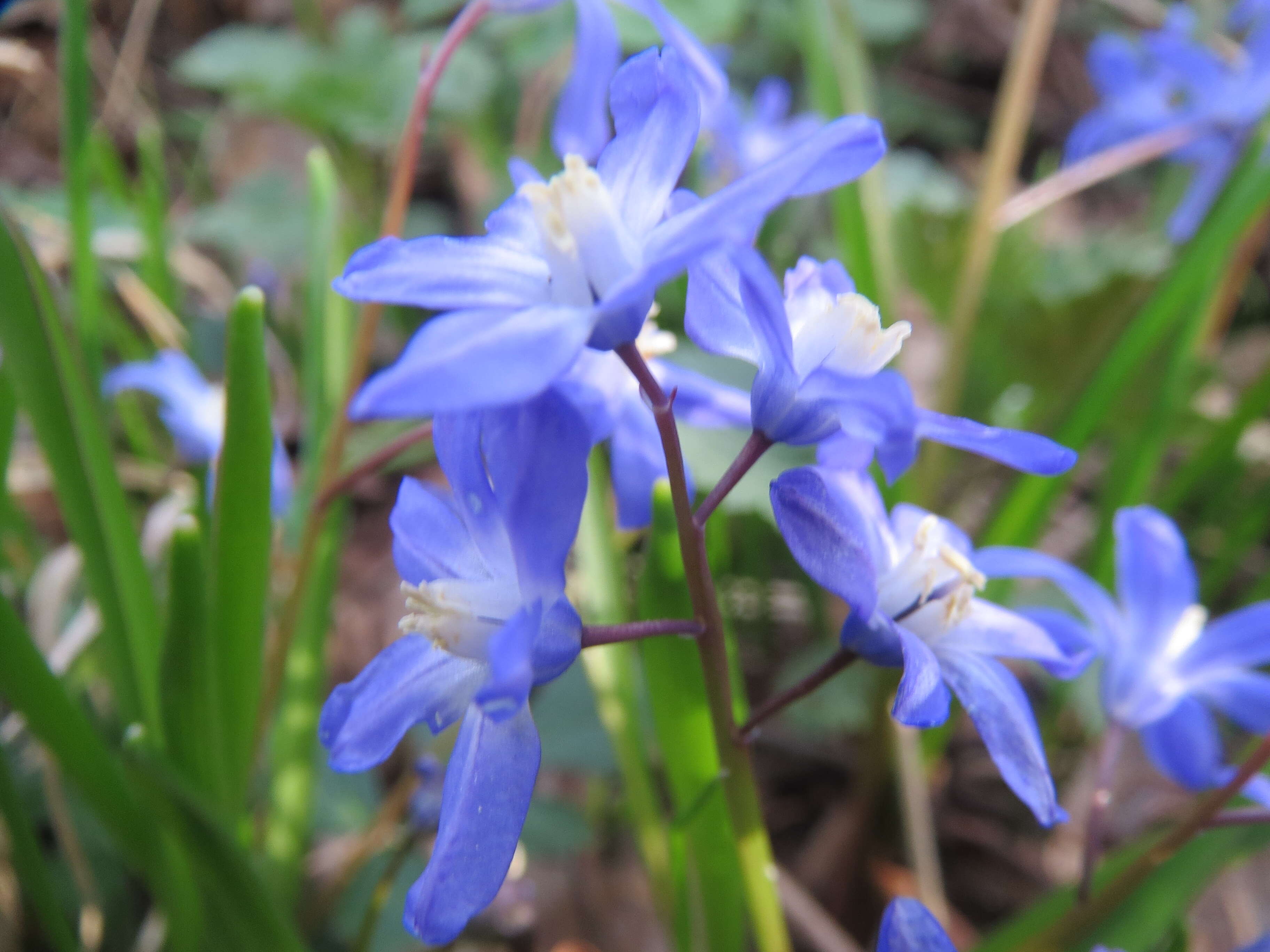 Image de Scilla luciliae (Boiss.) Speta