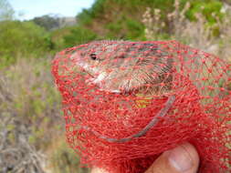 Image of Cape Spiny Mouse