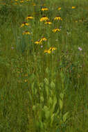 Image of rough coneflower