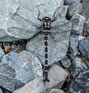 Image of Mountain Giant Dragonfly