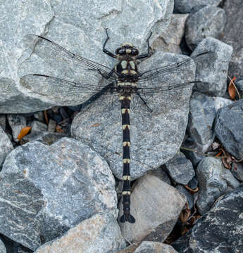 Image of Mountain Giant Dragonfly