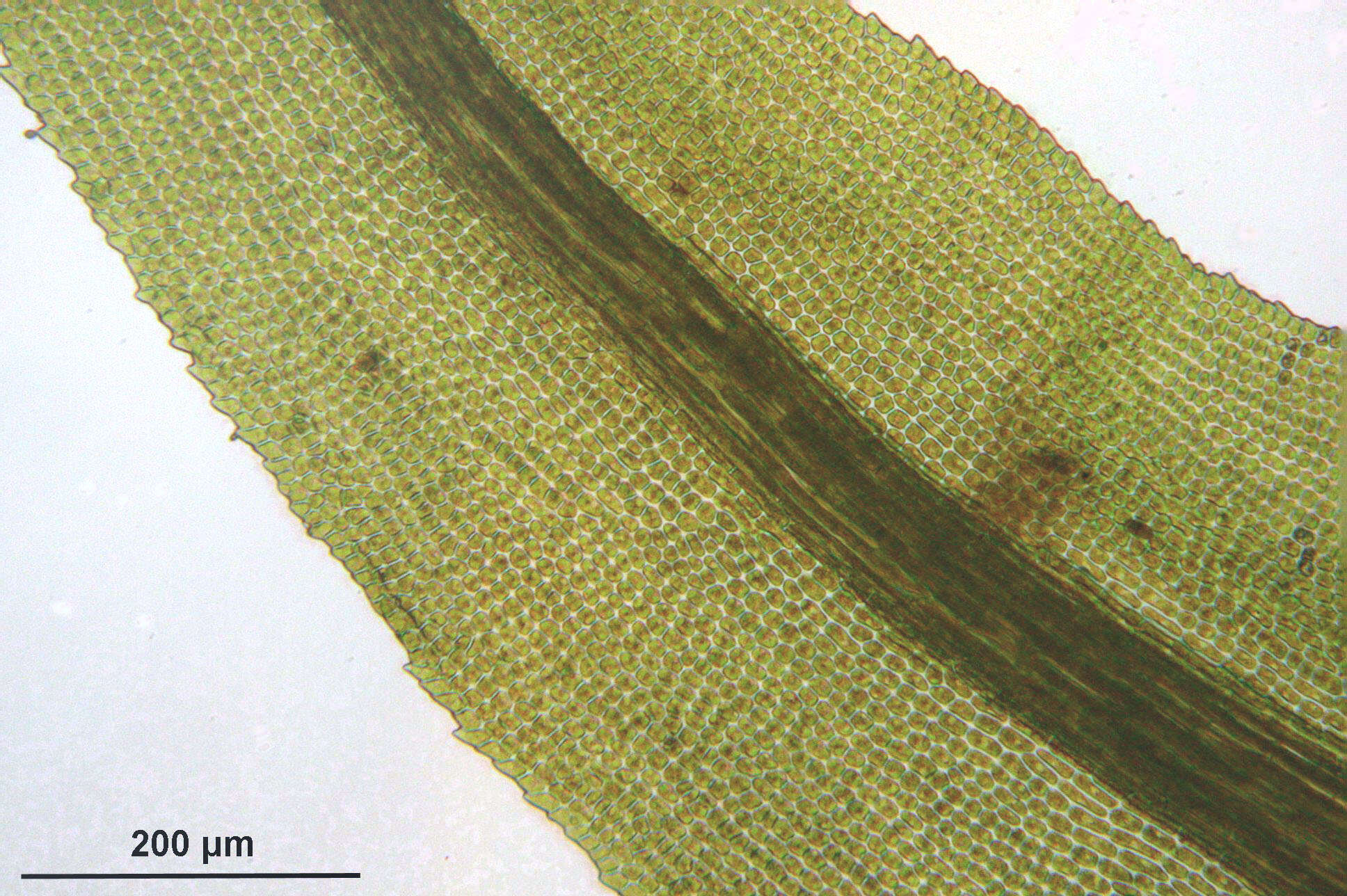 Image of dichodontium moss