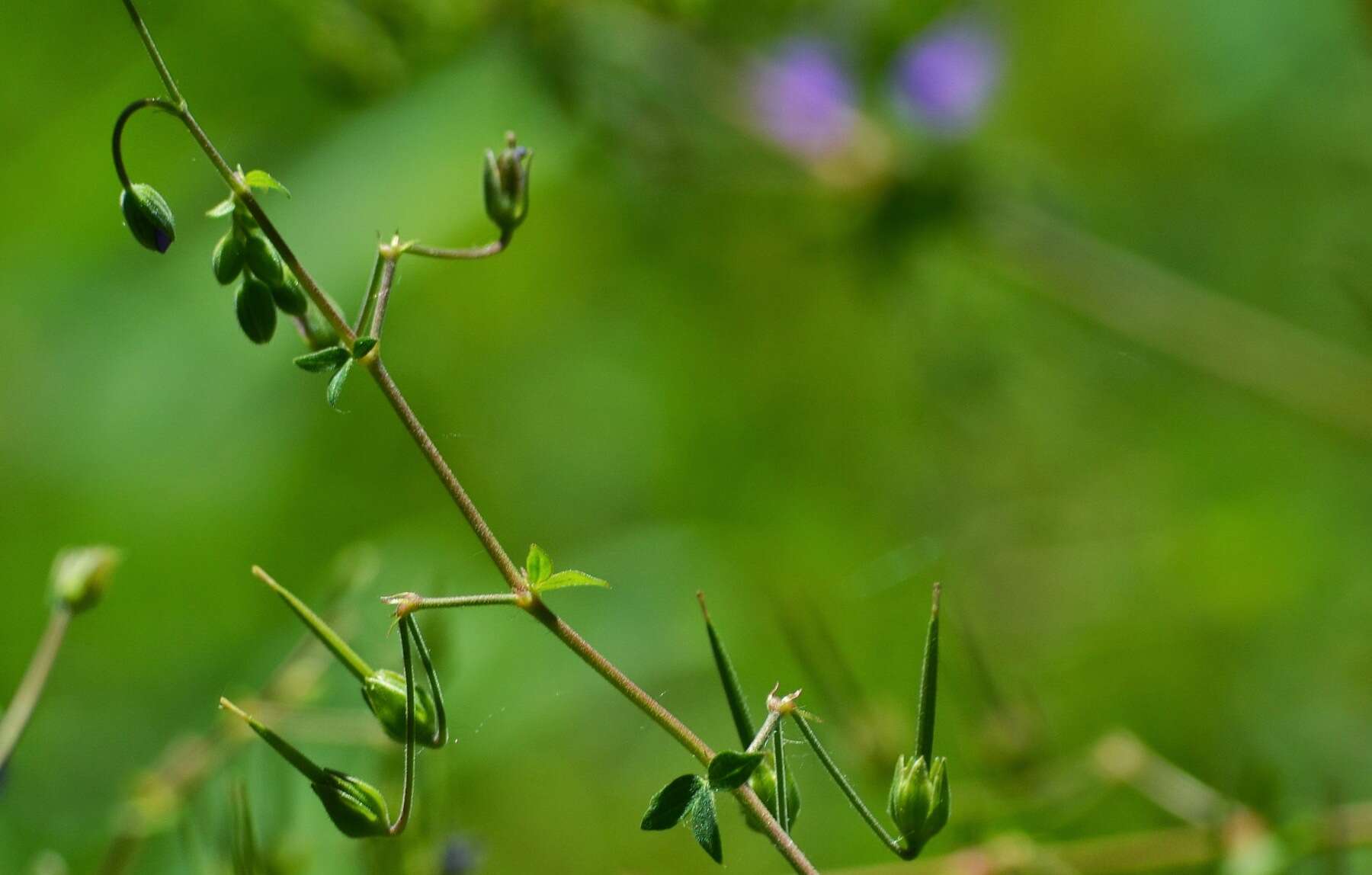 صورة غرنوقي برانسي