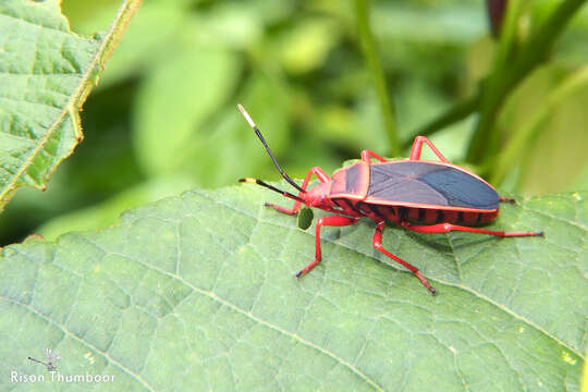 Image de <i>Probergrothius sanguinolens</i>