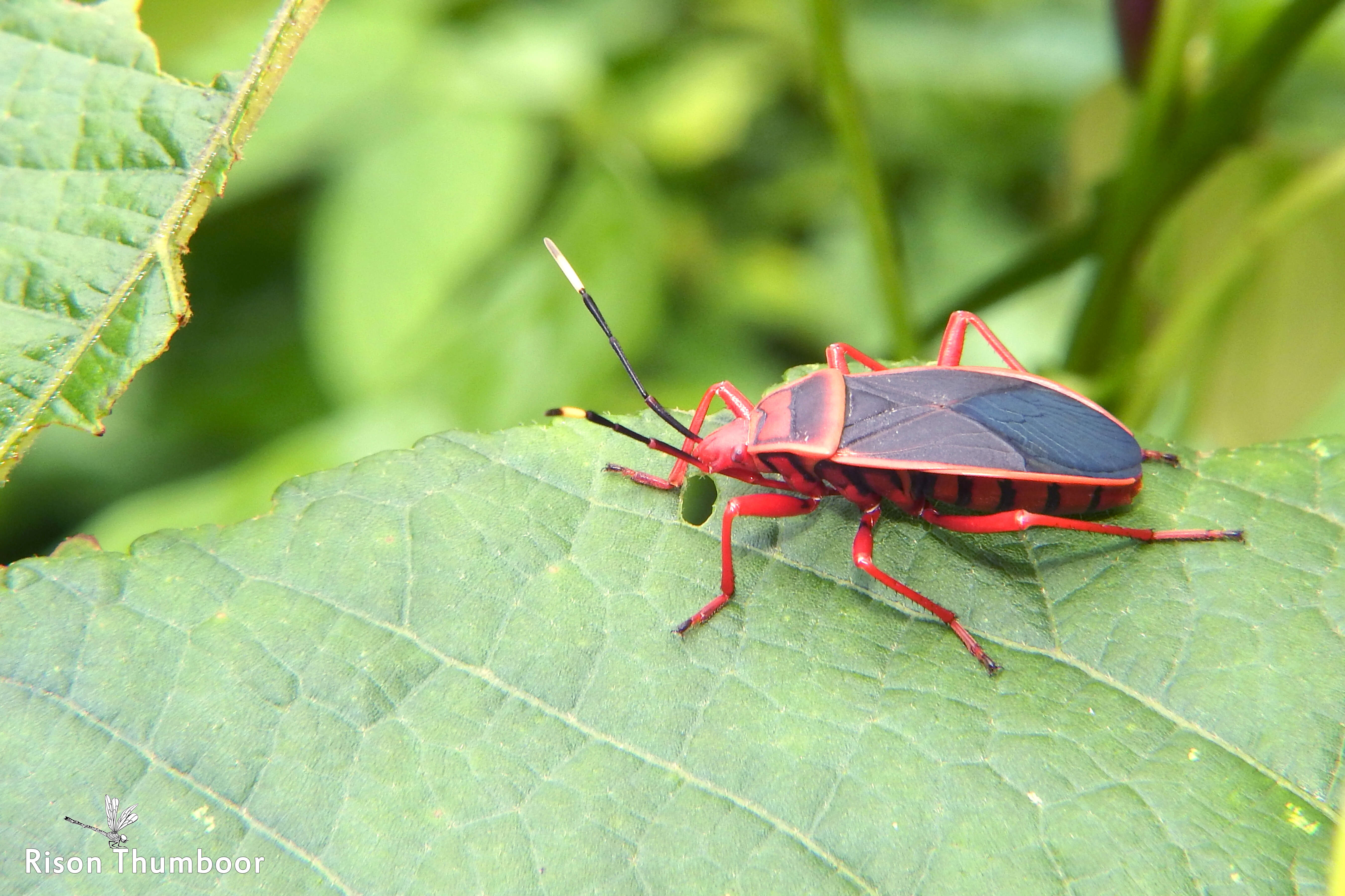 Image of <i>Probergrothius sanguinolens</i>