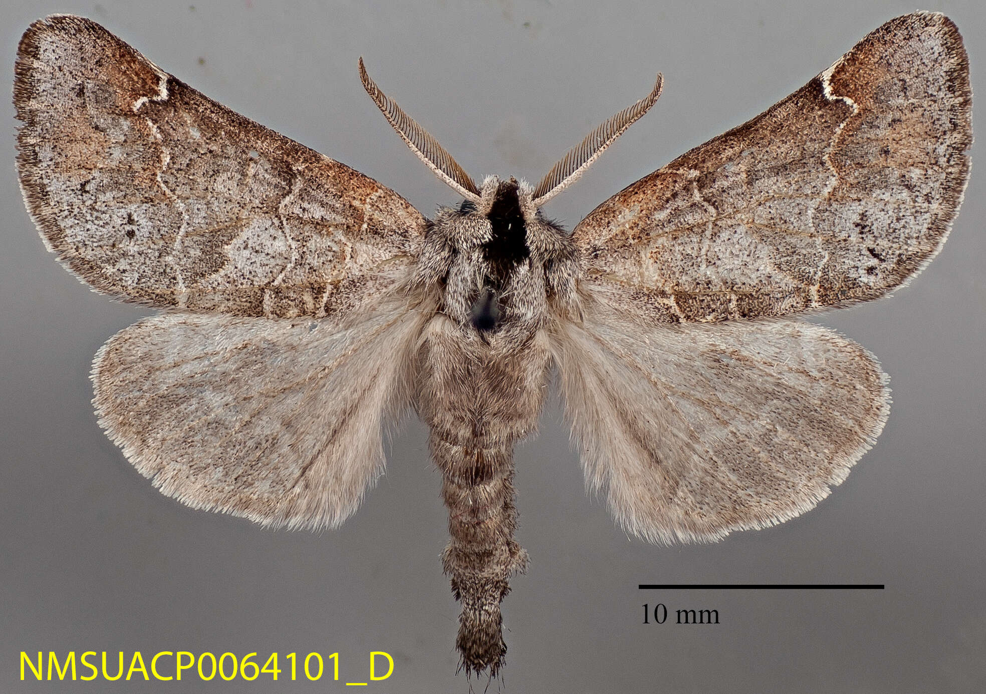 Image of Clostera paraphora Dyar 1921