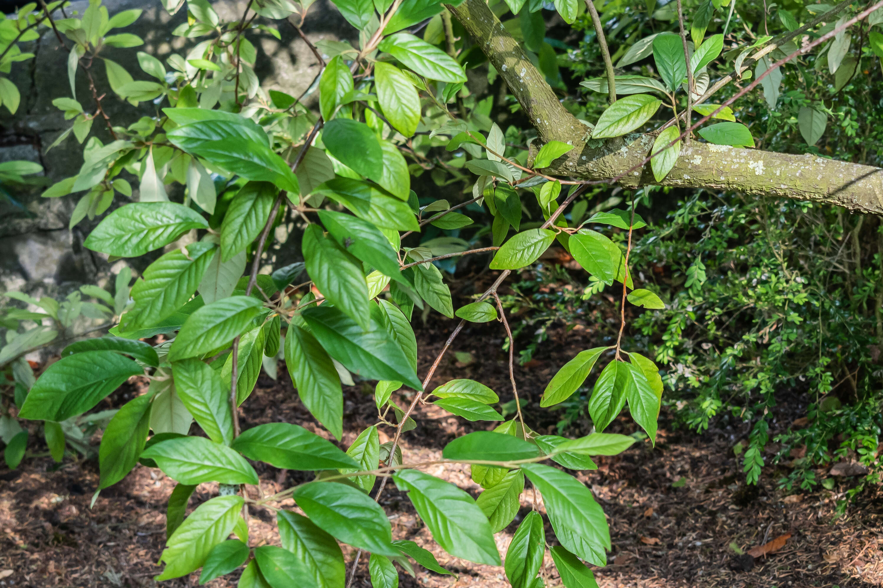 Image of Cotoneaster × watereri