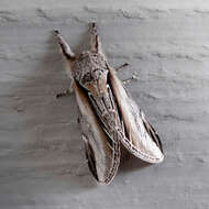 Image of Greater Swallow Prominent