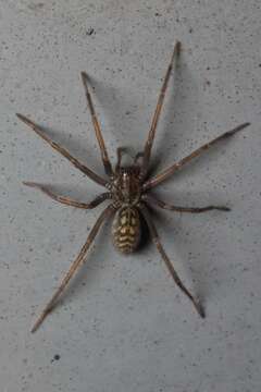 Image of Giant House Spider