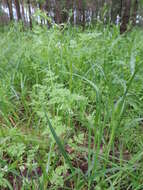 Image of bur chervil