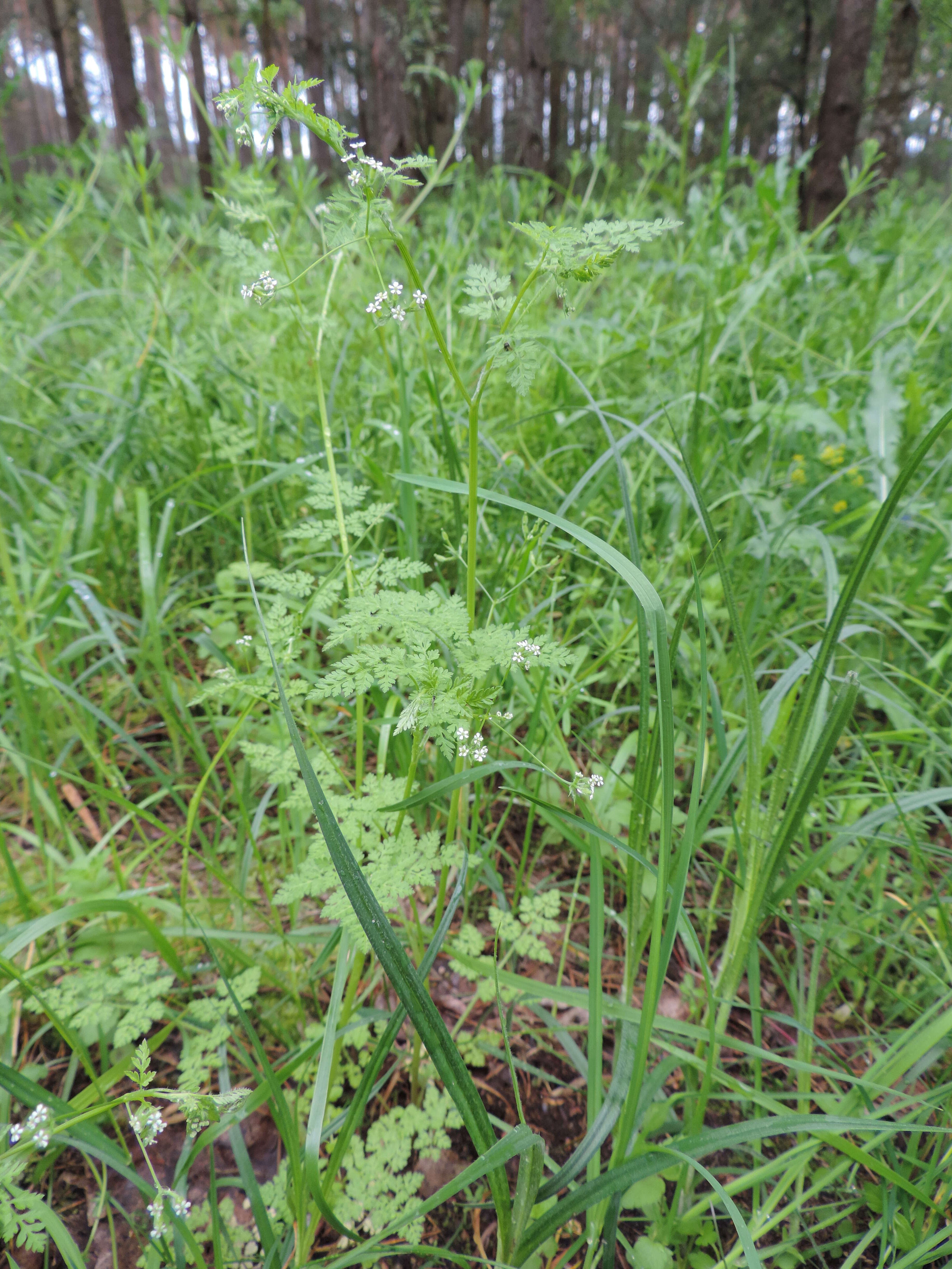 Image of bur chervil