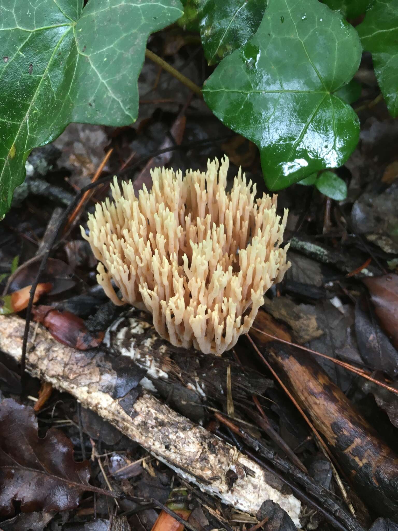 Слика од Ramaria stricta (Pers.) Quél. 1888