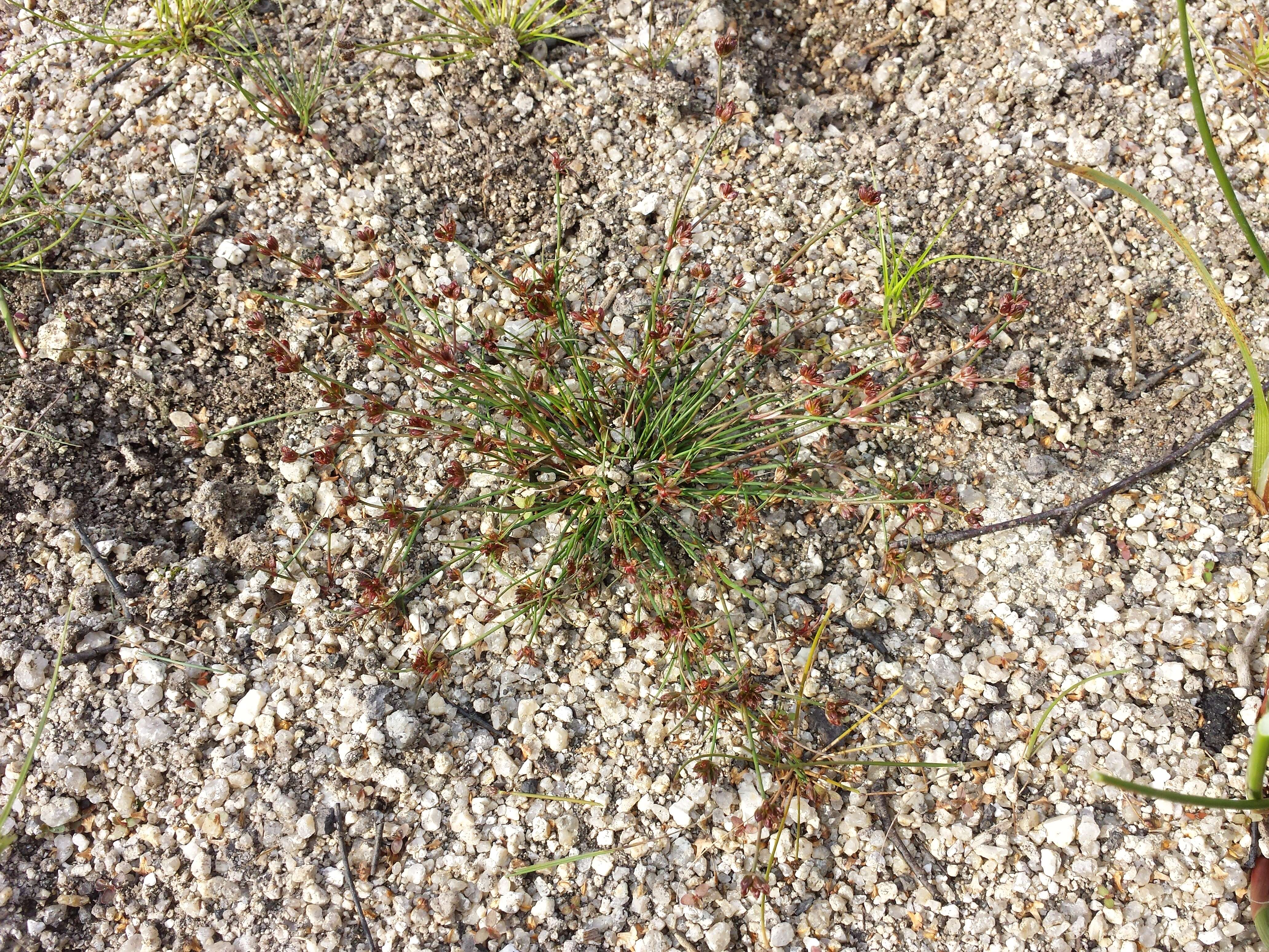 Image of Bulbous Rush